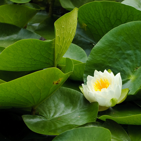 Кувшинка белая / Water-lily / Nymphaea