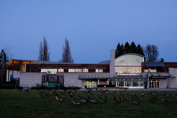 Burnaby: Shadbolt Centre for the Arts and Geese