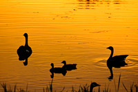 Sunset Geese. Kanaka Creek