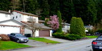 April Road (Port moody) in mid-March