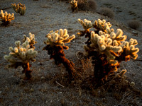 Sunrise In The Desert / Желтое солнце пустыни