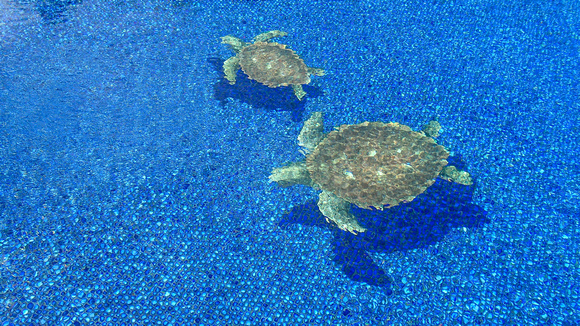 Lazy afternoon - swim in the pool with turtles :)