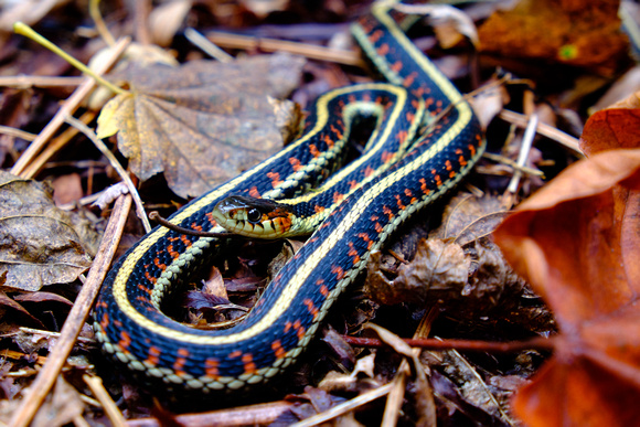 A Garter Snake