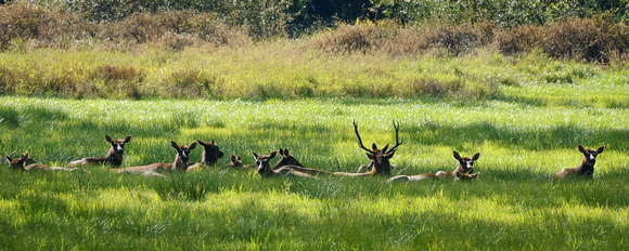 Roosevelt Elk Near the Umpqua Highway