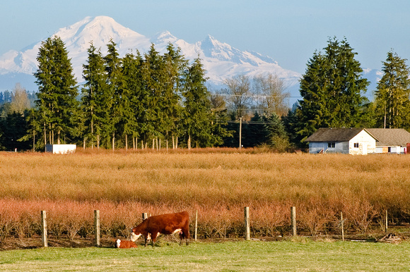 Cows and Mount Baker