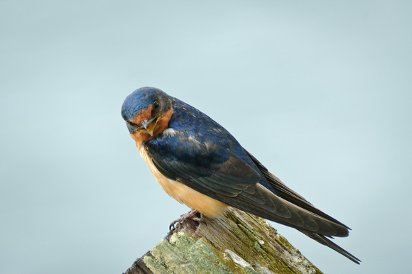 Barn Swallow / Деревенская ласточка