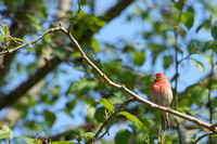 House Finch (Зяблик)