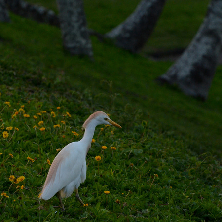 Our resident Cattle Egret - 5