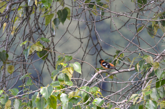 Spotted Towhee (?)