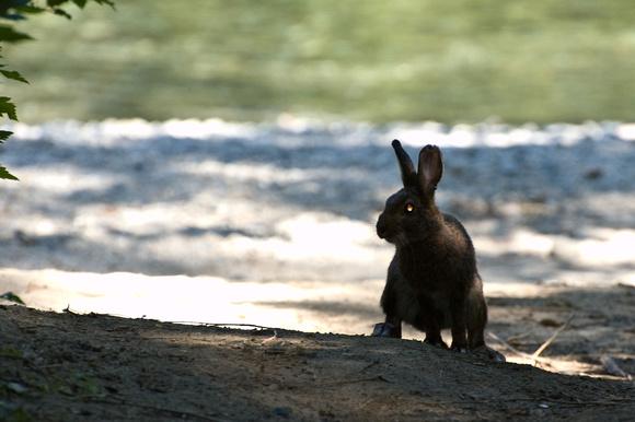 Канадский сторожевой заяц / Snowshoe Hare