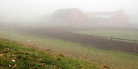 2007.01.28 Maple Ridge: Foggy Day / Туманный день в нашей деревне