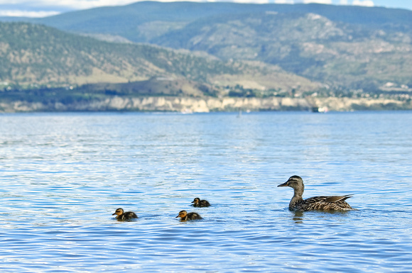 Duck and ducklings at Okanagan lake
