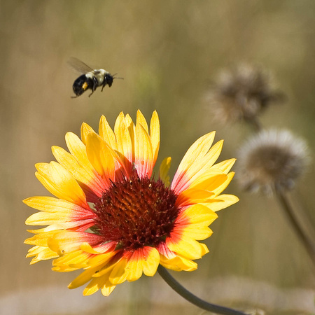Bee & Someflower