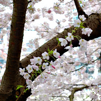 2007 Spring Mix / Весенняя смесь 2007