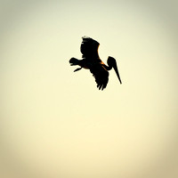 Pelicans Sunset Flight