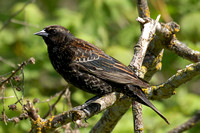 Red-winged Blackbird (Female)