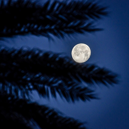 The moon and a palm tree