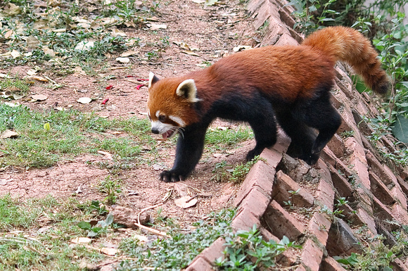 Red Panda (Firefox)
