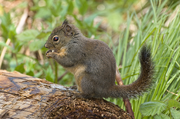 Бурундуковая белка Дугласа / Douglas Squirrel