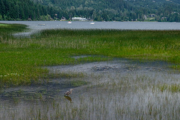 Great Blue Heron at Alta Lake
