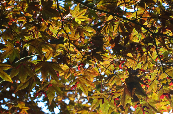 Просто клен / Maple Foliage