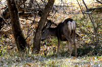 Wildlife: Mule Deer