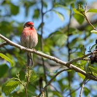 House Finch (Зяблик)