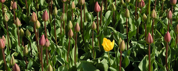 Tulip Farm near Agassiz, BC