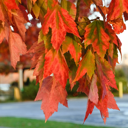 Осенние листья / Some More Foliage