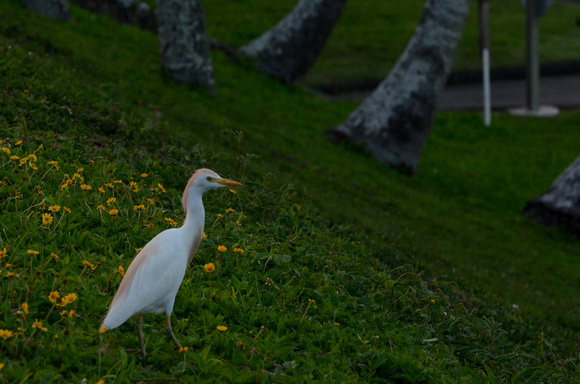 Our resident Cattle Egret - 5