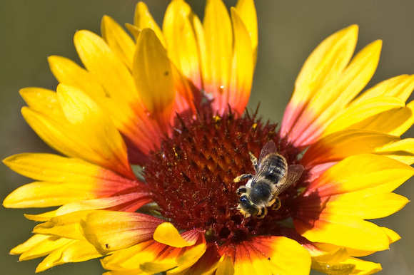 Bee & Someflower