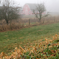 2007.01.28 Maple Ridge: Foggy Day / Туманный день в нашей деревне