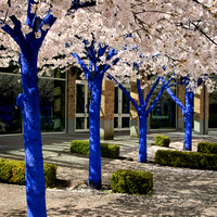 2011.04.17 The Blue Trees, Port Moody