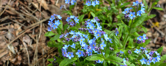 Forget-me-not?