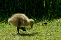 2007.04.28 Newborn Gooslings and Other Birds / Гусята и другие птички