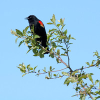 Red-winged Blackbird (Краснокрылый  Черноптиц)