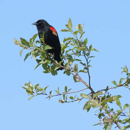 Red-winged Blackbird (Краснокрылый  Черноптиц)