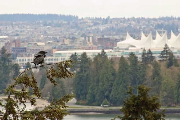 Crow, Stanley Park and Canada Place