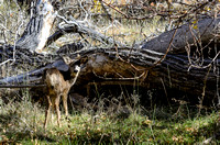Wildlife: Mule Deer