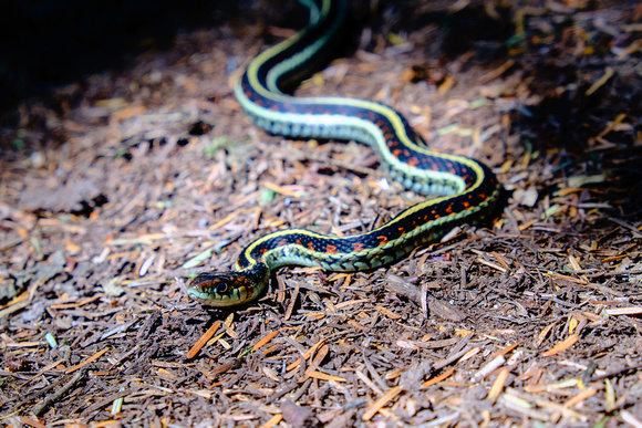 A Garter Snake on a trail in Port Moody