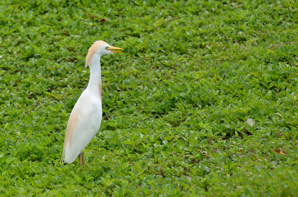 Our resident Cattle Egret - 4
